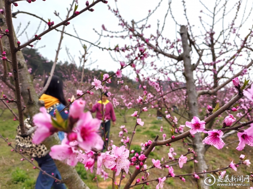 IMG_20250317_161830_edit_733488946031859