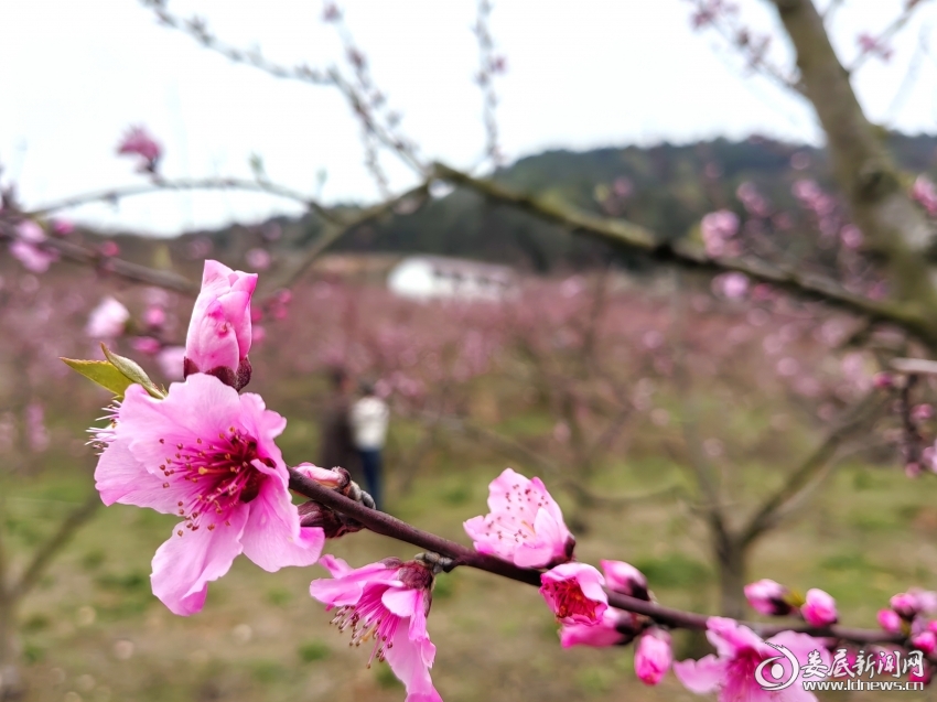 IMG_20250317_163945_edit_733381852709869