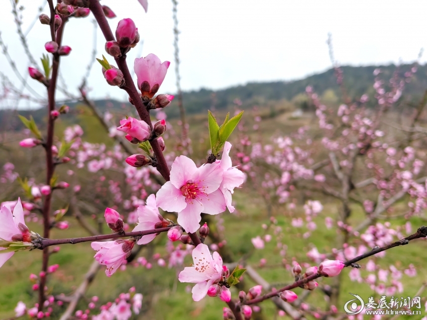 IMG_20250317_171459_edit_733290606431675