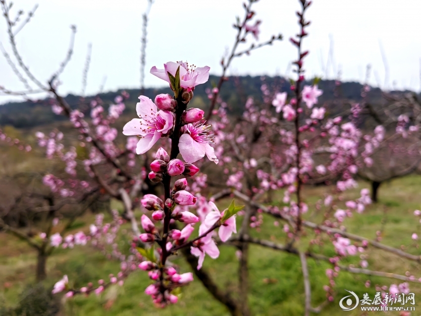 IMG_20250317_160014_edit_733532916147520