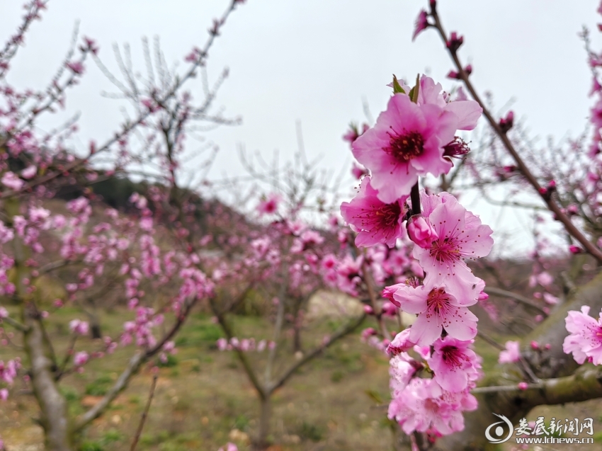 IMG_20250317_164104_edit_733356442994566