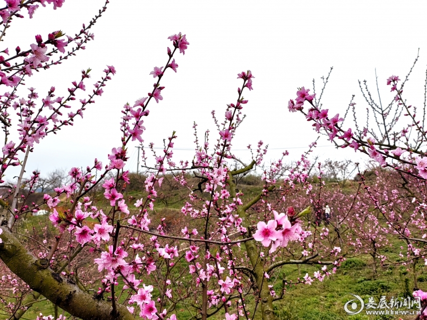 IMG_20250317_162446_edit_734050538018312