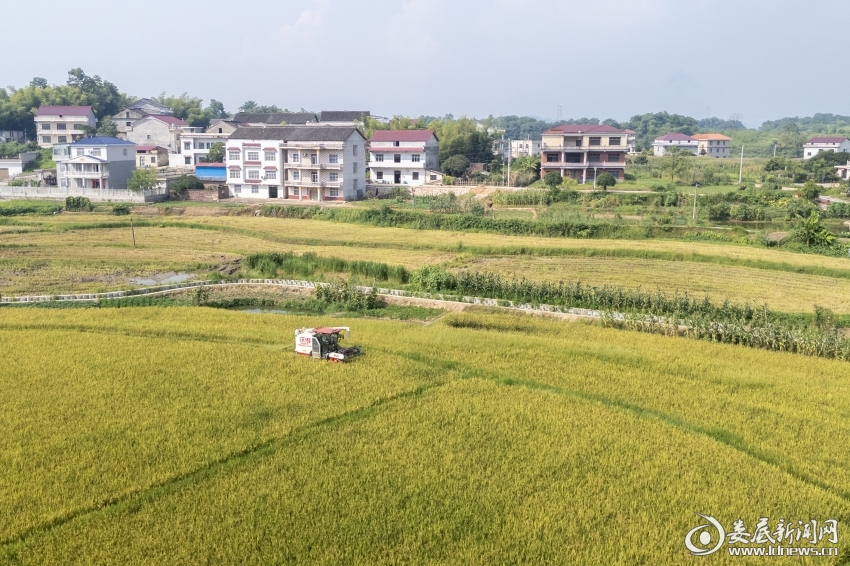 （7月7日，湖南省娄底市娄星区水洞底镇腾跃村，农民驾驶收割机收割早稻。）