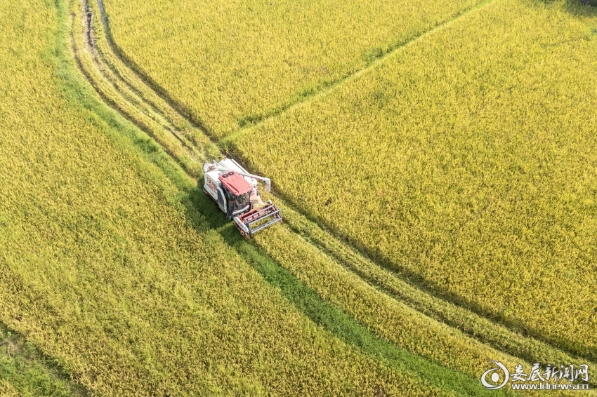 2025年7月7日，湖南省娄底市娄星区水洞底镇腾跃村，农民驾驶收割机收割早稻。-2