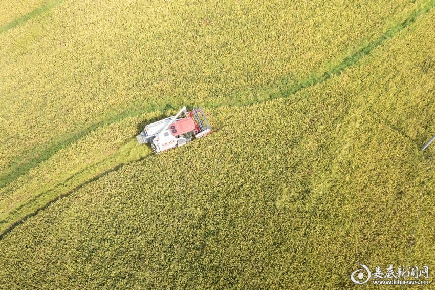 2025年7月7日，湖南省娄底市娄星区水洞底镇腾跃村，农民驾驶收割机收割早稻。-1