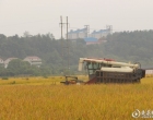 涟滨丰收新景：稻谷进了仓 秸秆变成“宝”