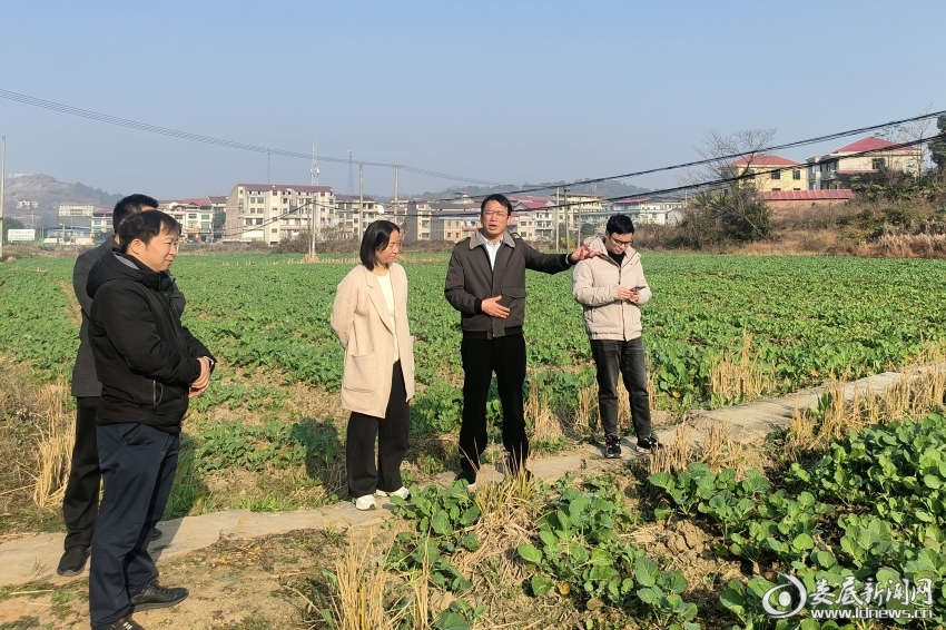 （调研组一行先后来到冷水江市、涟源市等油菜种植重点区域，通过实地察看、现场测量、查阅村级台账、与种植大户深入交流等方式，全面掌握当前油菜播种的实际生产情况和苗情长势）