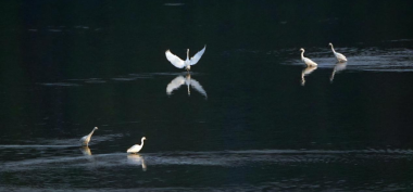 龙湾新春鹭影白