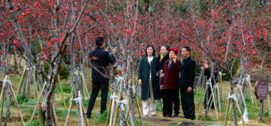 娄底：春雨如丝 海棠正妍