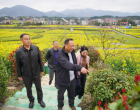 双峰县人大常委会领导到锁石镇督促油菜产业农文旅融合工作