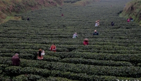 三月春风醒梅山 十里茶堤品新茶