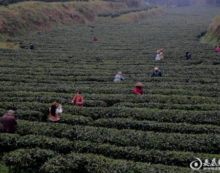 三月春风醒梅山 十里茶堤品新茶