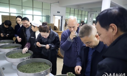 【视频】三月春风醒梅山 十里茶堤品新茶 2026娄底春茶（新化红茶）开园预售