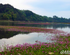 新化龙湾国家级湿地公园紫云英花海美出圈：浅水流芳花似海 龙湾湿地春意浓