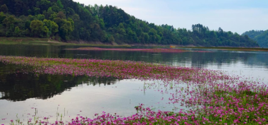 新化龙湾国家级湿地公园紫云英花海美出圈：浅水流芳花似海 龙湾湿地春意浓