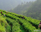 新化奉家：专家巧研“黄精红茶” 茶产业铺就乡村致富路