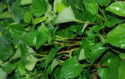 湖南农村十大常见野菜出炉你吃过几种