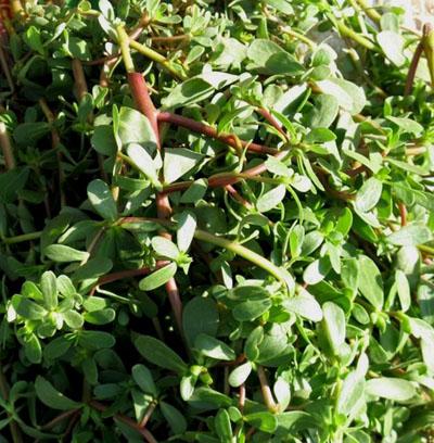 湖南农村十大常见野菜出炉 你吃过几种?