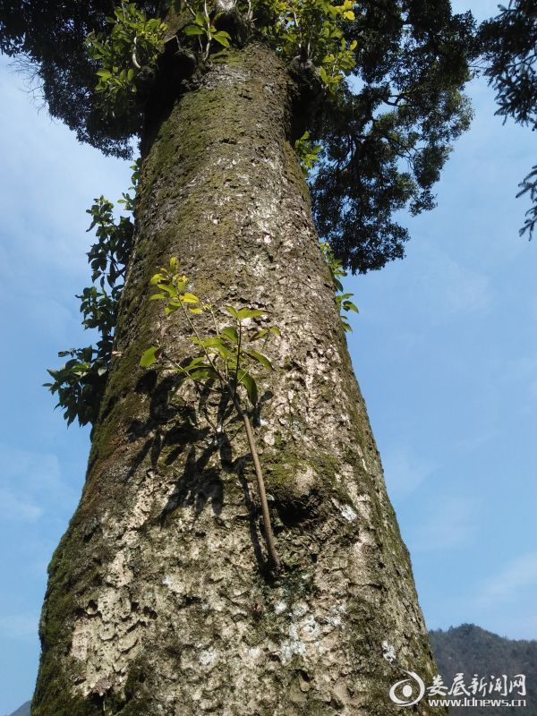 新化县渠江源惊现千年楠木