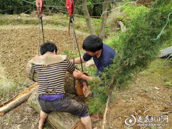 只见一筒筒二,三百斤大小不等的树木悬空吊起,沿着一根钢质索道上从
