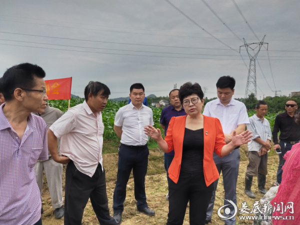 (观摩现场)娄底新闻网讯(通迅员 彭金花 李国华)5月28日,娄星区草地贪