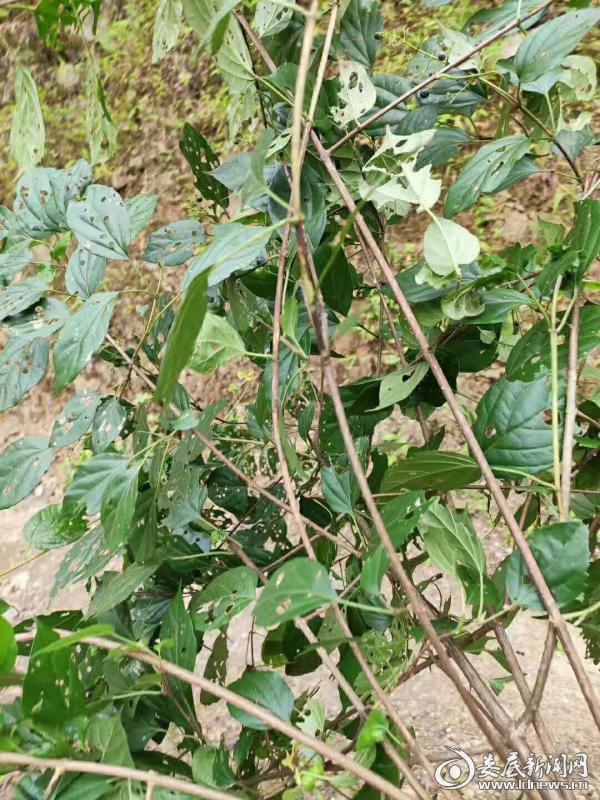 (新化县白溪镇鹅溪大山里的豆腐树)