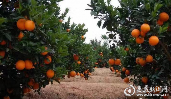 梓门桥镇红心脐橙大丰收外国友人来采摘