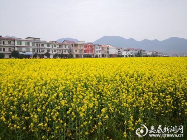 涟源市娄底新闻网讯(通讯员 吴晓辉 严爱忠)3月14日,涟源市桥头河镇