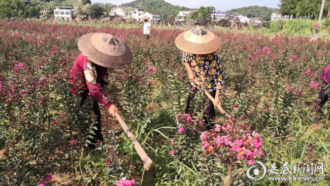 (村民在紫薇花基地除草)