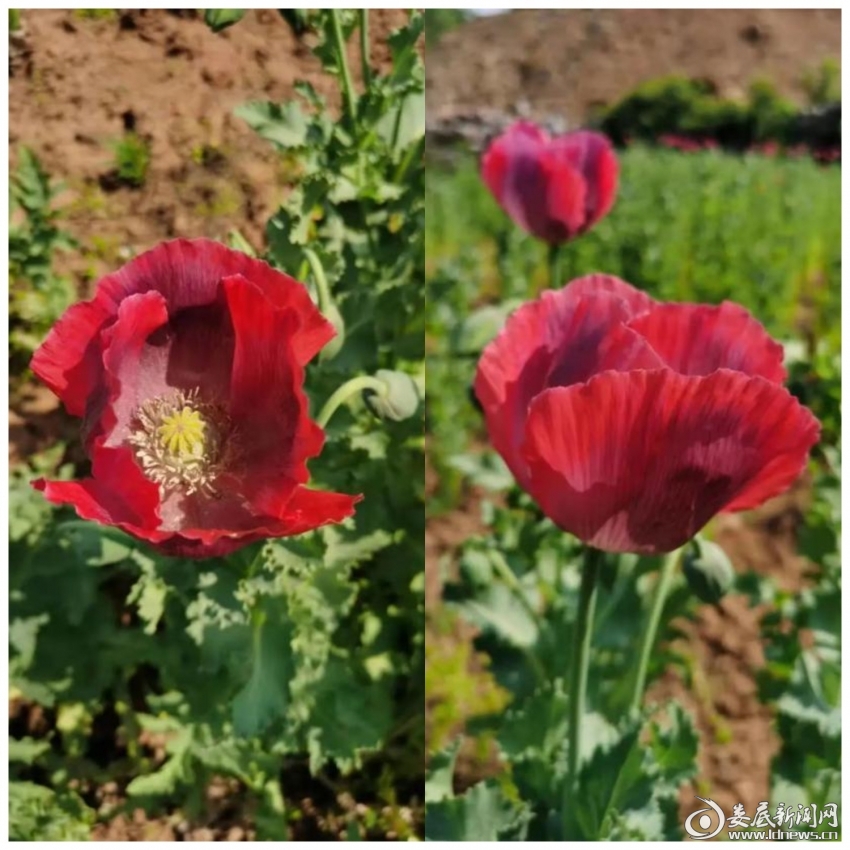 娄底新闻网讯(通讯员 戴炀  周吉元)它叫罂粟花,在阳光下显得分外美艳