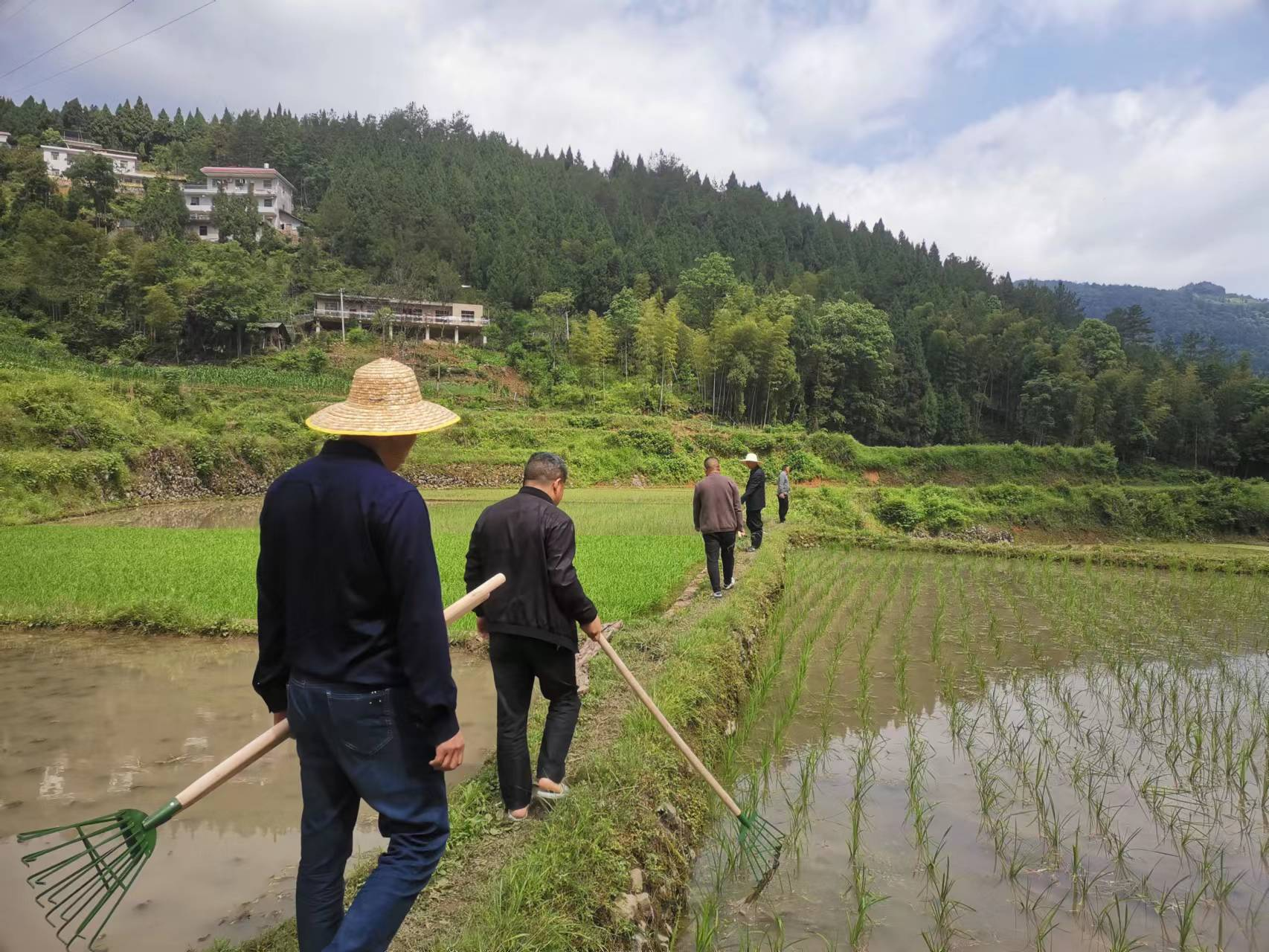 新化县坐石乡打好组合拳夯实粮食安全根基