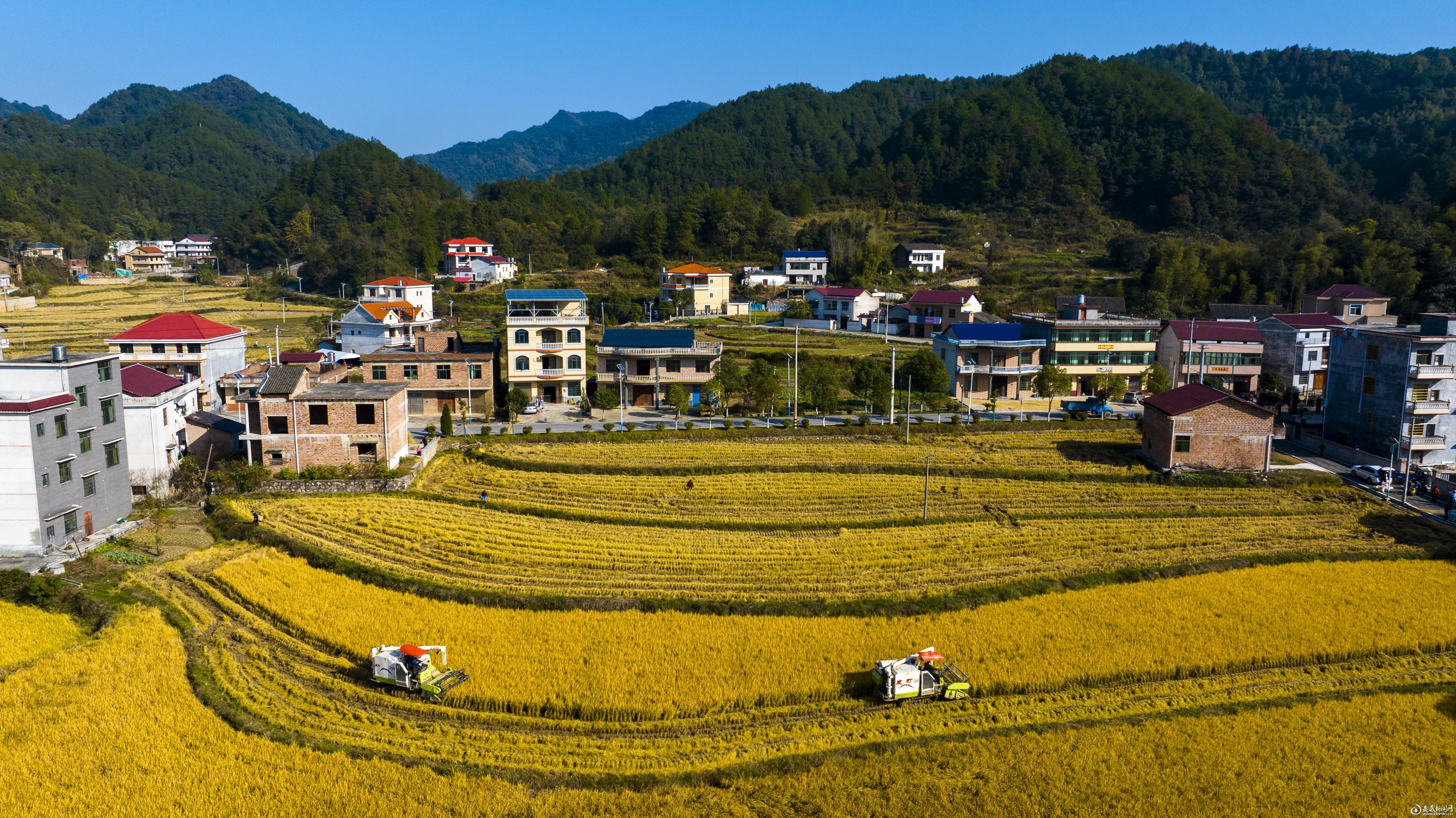 娄星区双江乡农新村收割机在田间来回穿梭