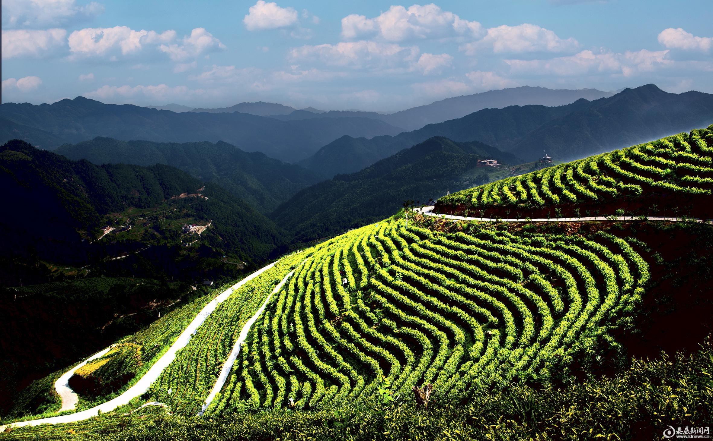 新化县奉家山郁郁葱葱的茶园