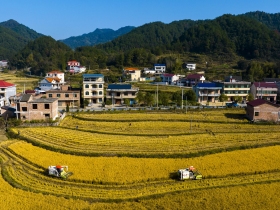 娄星区双江乡农新村收割机在田间来回穿梭