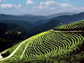 新化县奉家山郁郁葱葱的茶园