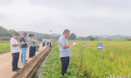 涟源市举办2026年再生稻新品种试验示范现场观摩与推介会