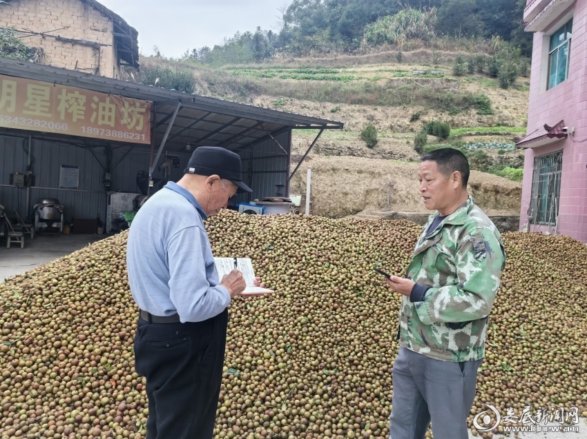杏子铺镇：油茶飘香助振兴  产业兴旺富农家